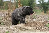 BOUVIER DES FLANDRES 180